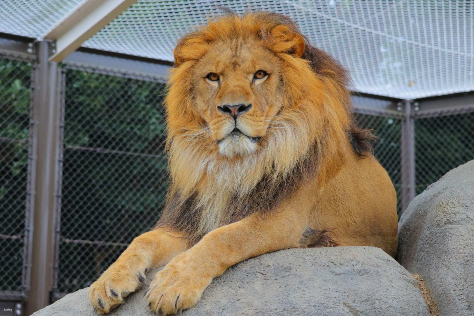 🏞️ 도요하시 종합 동식물 공원 논호이 파크 (도요하시 소고 도쇼쿠부츠 코엔 논호이 파쿠) 이미지 8